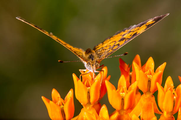 istock Pearl Crescent on Butterfly Weed #1 627103552