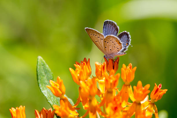 istock Eastern Tailed Blue Butterfly on Butterfly Weed #1 627103692