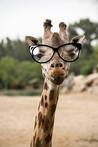 istock Portrait of a giraffe 627103730