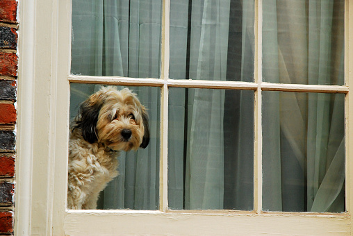 A small dog waits in the window for the master to come home