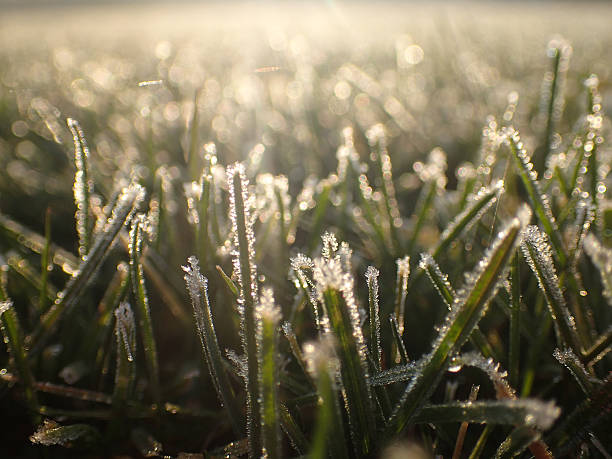 istock Morning frost on the grass 627110106