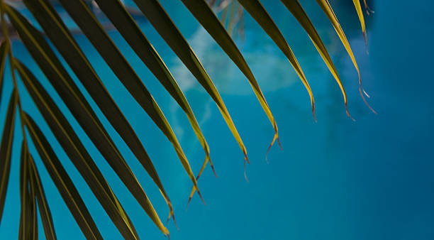 istock Water surface with green palm leave swimming pool 627110512