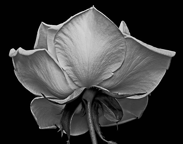 istock Black and white underside of a white rose showing texture 627110648