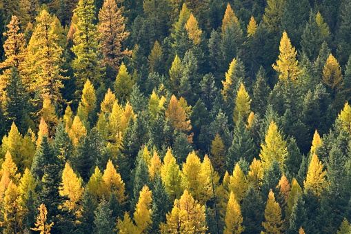 Pine trees turn color in autumn in Northern Montana