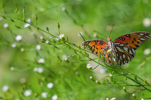 istock Gulf Fritillary Butterfly Feeding On Wildflowers 627110862