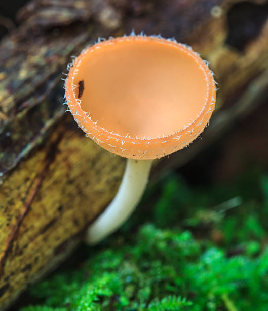 istock Mushrooms orange boletus in forest moss 627111082