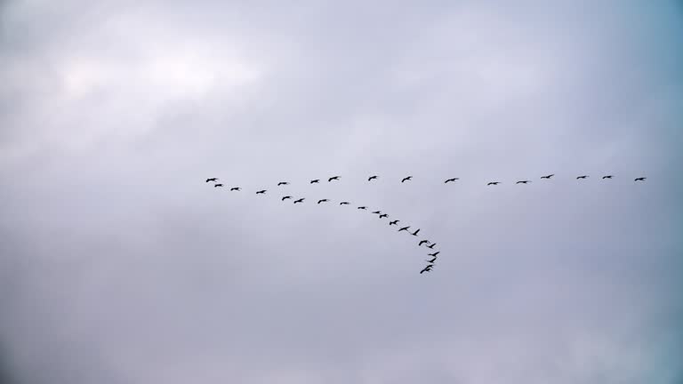 Slow motion of migrating crane birds