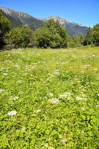 istock Panorama view of Alps peaks background 627117388