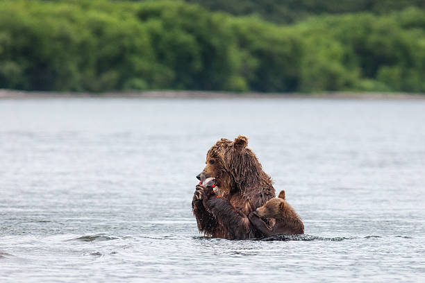 istock Brown bear on the shore of Kurile Lake 627117536