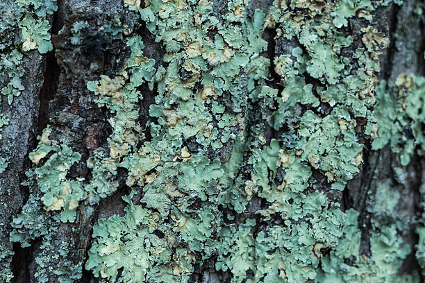 bords de lichen #3 - lichen photos et images de collection