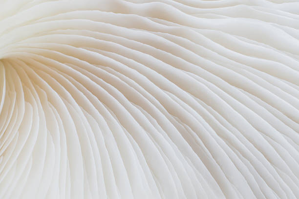 istock abstract background macro of Sajor-caju Mushroom 627125358
