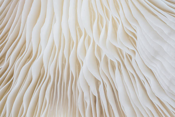 istock abstract background macro of Sajor-caju Mushroom 627125552