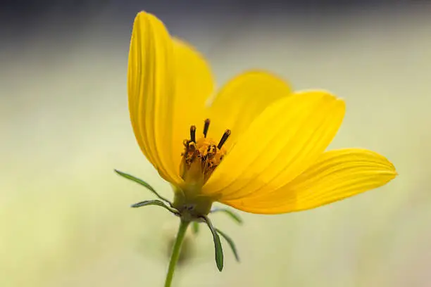 Small yellow flower with textured petals with a gap showing the center of the flower