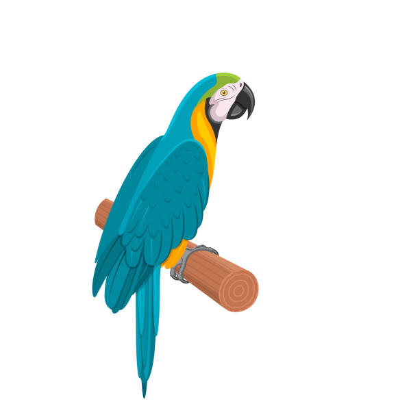 довольно голубой попугай ара на ветке. птица изолированный белый фон - parrot multi colored bird perching stock illustrations