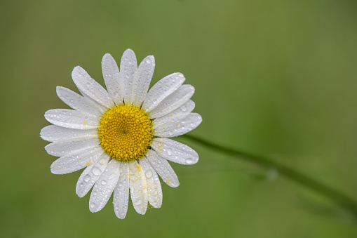 Front view of a Daisy bloom with water drops on white petals on a green background