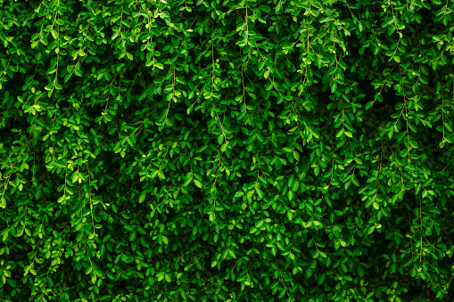 Beautiful background green leave wall