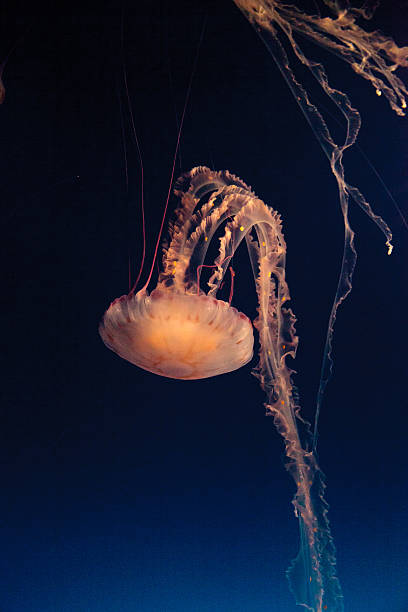 istock Purple striped jellyfish, Chrysaora colorata 627128144