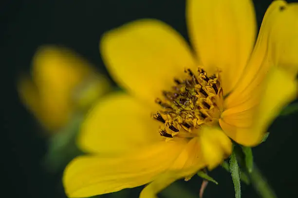 Close up of the center of a yellow Biden flower