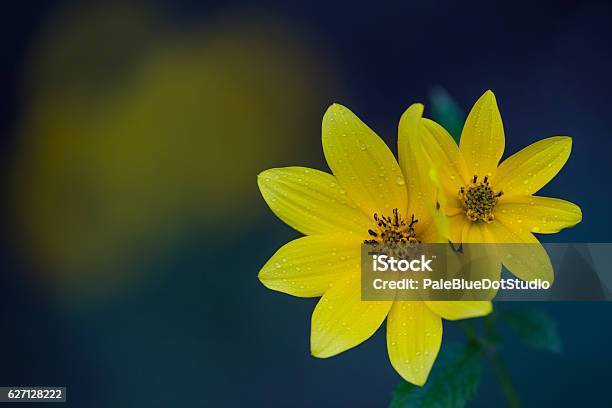 Biden Pair 7 Stock Photo - Download Image Now - Blossom, Close-up, Extreme Close-Up
