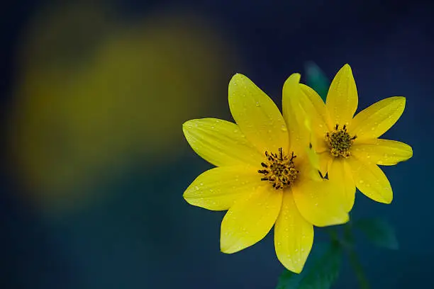 Two adjacent opened yellow Biden flowers with water drops, green leaves, and green, yellow, and blue background