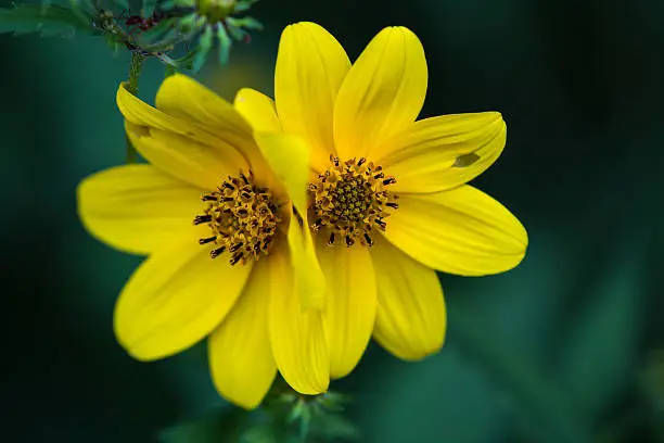 Two adjacent opened yellow Biden flowers with green and blue background