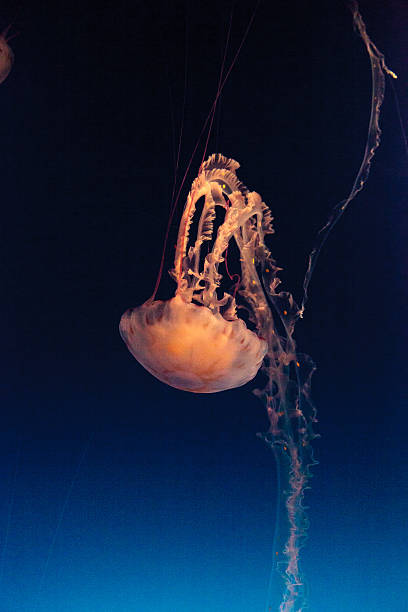 istock Purple striped jellyfish, Chrysaora colorata 627128274