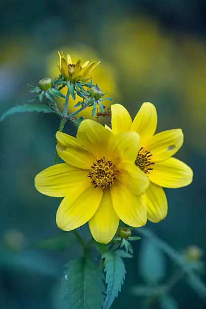 Two adjacent opened yellow Biden flowers with green leaves, unopened buds, and green and blue background