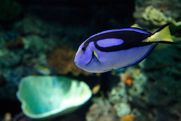 istock Palette tang fish, Paracanthurus hepatus 627129258