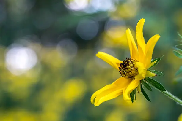 Close up of a yellow Biden flower with dry petals that are curled inward, with other yellow flowers and dramatic bokeh highlights in the background