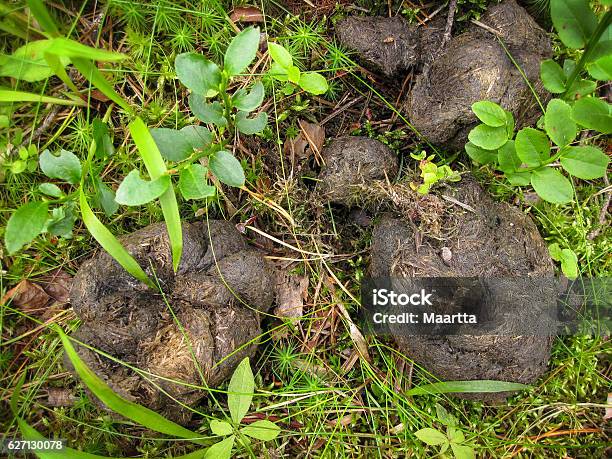 Фекалии Диких Медведей В Лесу - стоковые фотографии и другие картинки Кал - Кал,