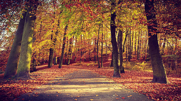 istock Autumnal trees in sunshine. 627140924