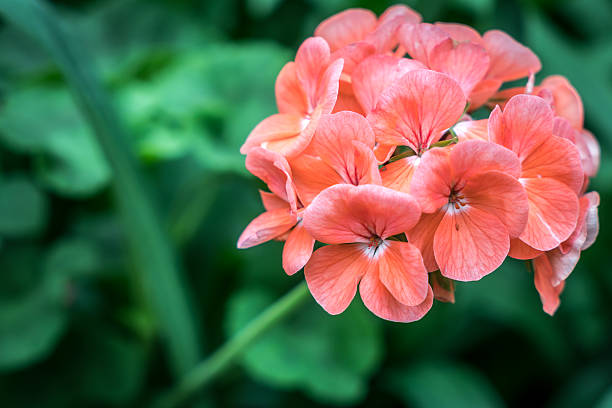 istock Orange red flower on green blurred background 627149858