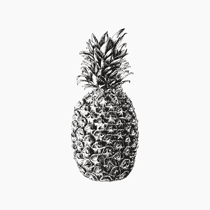 Hand drawn vector pineapple illustration, print, poster. Isolated black tropical fruit.