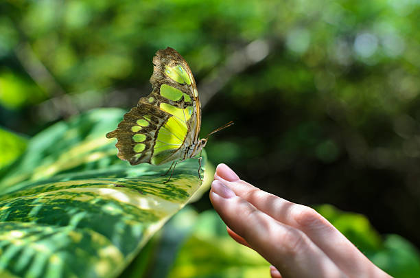 istock Close-up colorful butterfly sitting on woman's hand 627156946