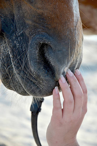 istock Women and horse 627156990