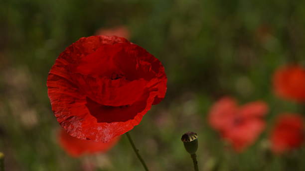 istock Poppy flowers 627157420