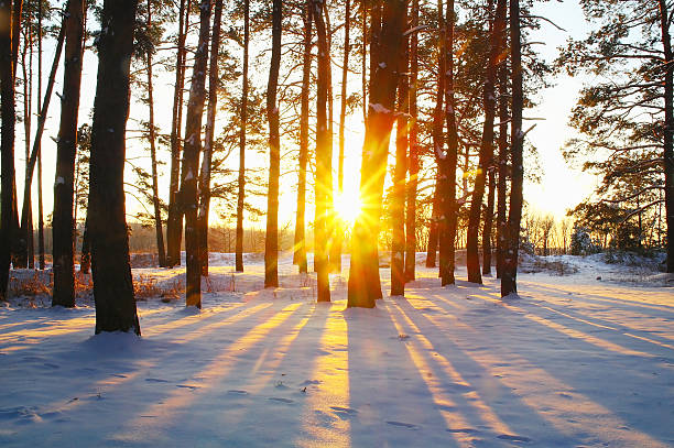istock sunrise in the snowy forest 627163168