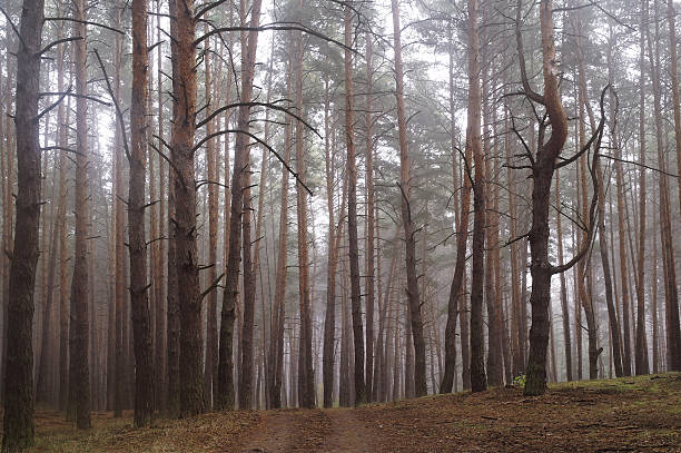 istock Pines in the forest with misty morning 627163504