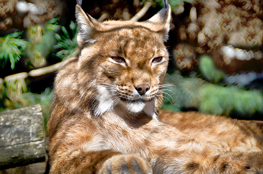 Wild cat sleeping lynx on tree