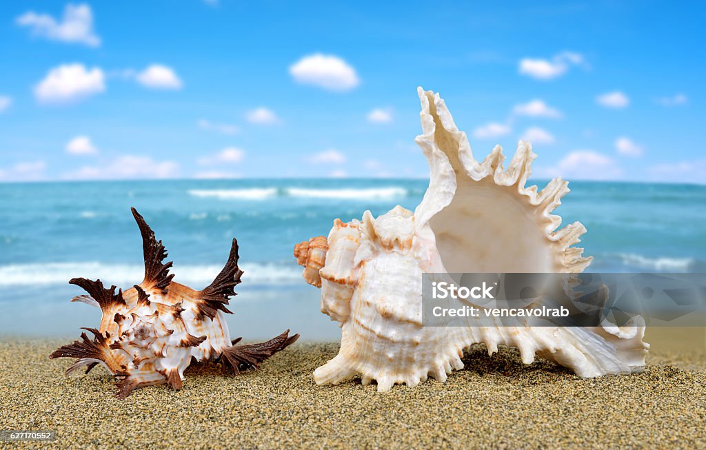 Tropical Sea Shells Stock Photo - Download Image Now - Animal, Animal  Shell, Bay of Water - iStock