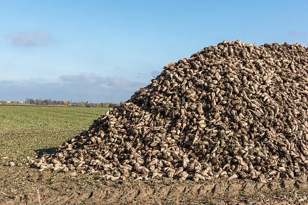 sugar beet heap on autumn field