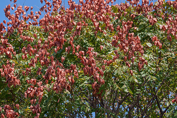 Goldenrain tree (Koelreuteria paniculata). Called Pride of India, China Tree and Varnish Tree also