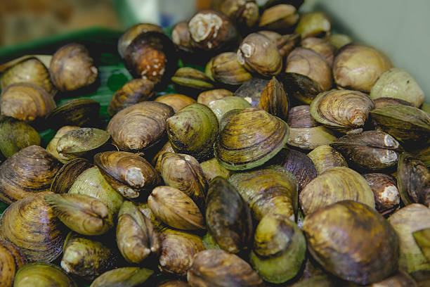istock Fresh Clam on fish market 627177596