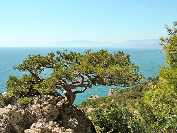istock Pines over  the Black Sea in Crimea 627178050