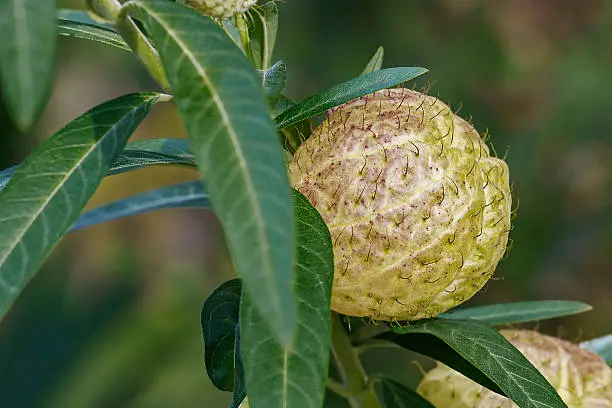 Balloonplant fruit (Gomphocarpus physocarpus). Called Balloon cotton-bush, Bishop's ball, Nailhead  and Swan plant also