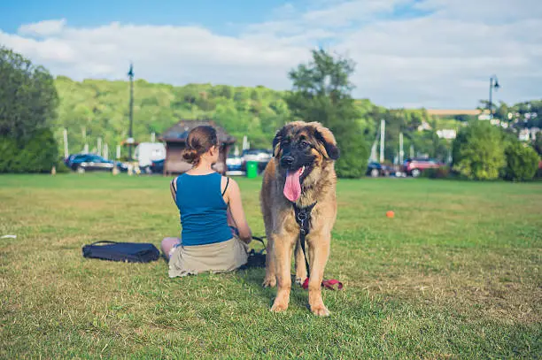 A young woman is resting in the park with her big Leonberger puppy