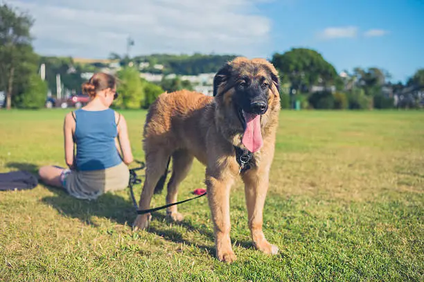 A young woman is resting in the park with her big Leonberger puppy