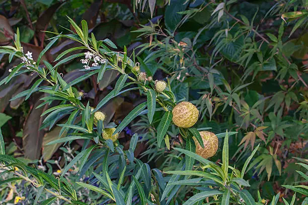 Balloonplant (Gomphocarpus physocarpus). Called Balloon cotton-bush, Bishop's ball, Nailhead  and Swan plant also