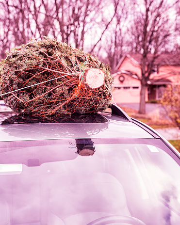 A freshly cut balsam fir evergreen Christmas Tree has arrived. The tree was secured to the car roof rack with plastic netting and strong nylon string for the windy ride home. It is still tightly snuggled on top of the car - waiting to be untied, pulled down, and set up in a prominent spot in the family room. Then it will be dressed in dancing lights and sparkling ornaments - decorated tip to toe for its magical role. Photo taken near suburban Rochester, NY, in the Finger Lakes Region of western New York State, USA.