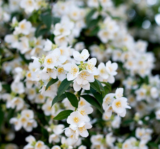istock the blossoming jasmine branch 627198814